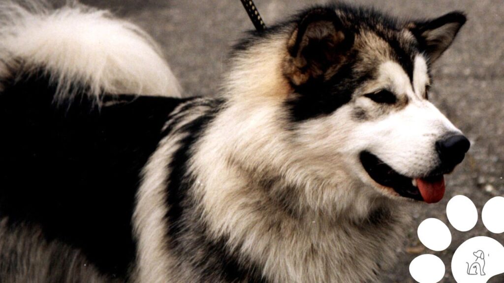 native american dog breeds