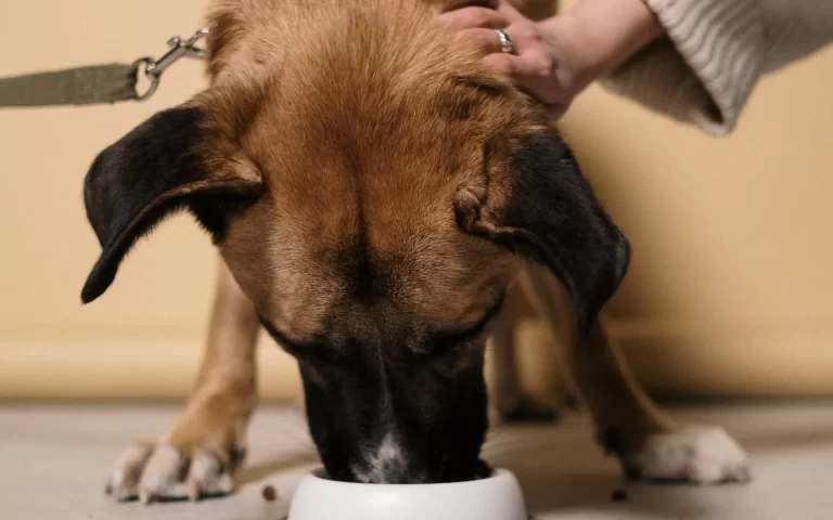 dog got sick of his food