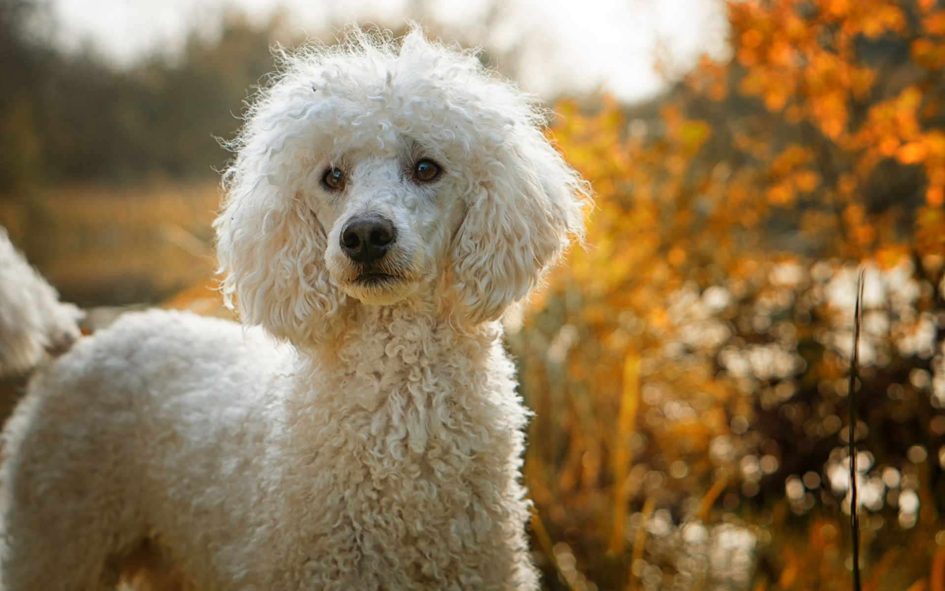 Best dog shampoo for Poodles