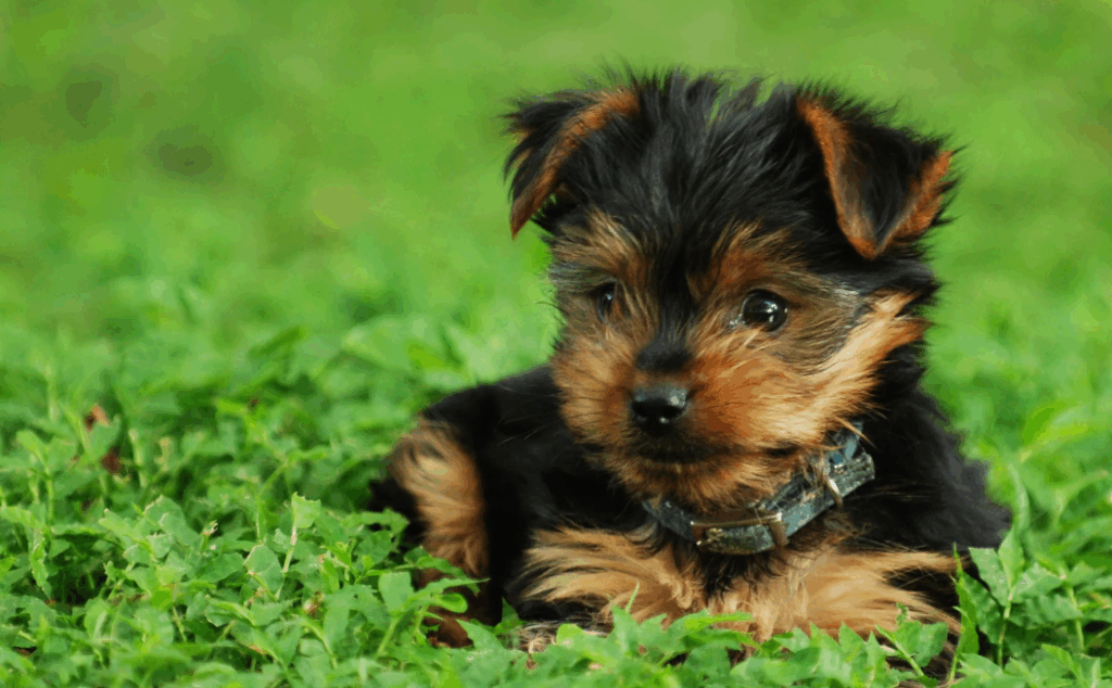 O que cachorro filhote pode comer além da ração