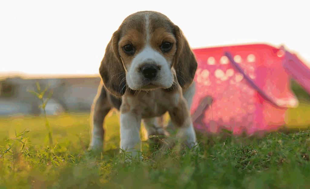 O que cachorro filhote pode comer além da ração