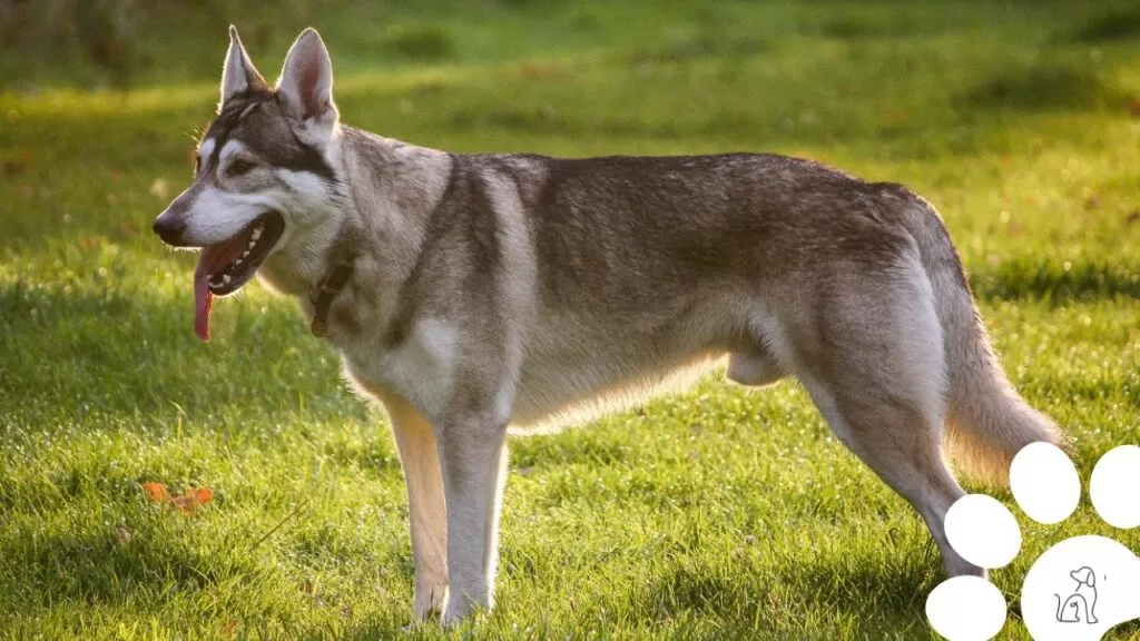 native american dogs breeds