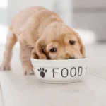 O que cachorro filhote pode comer além da ração