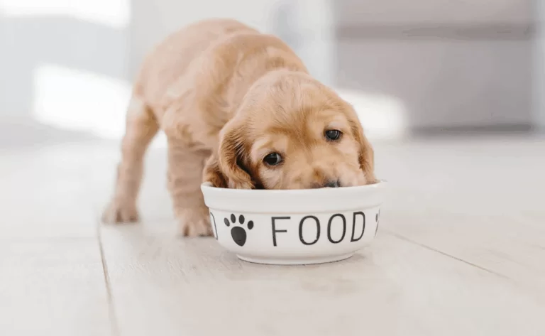 O que cachorro filhote pode comer além da ração